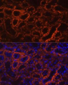 Immunofluorescence analysis of rat kidney using Anti-Cadherin 16 Antibody (A12184) at a dilution of 1:100 (40x lens). DAPI was used to stain the cell nuclei (blue)