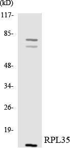 Western blot analysis of the lysates from HeLa cells using Anti-RPL35 Antibody