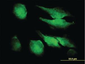 Anti-FGF1 Mouse Polyclonal Antibody