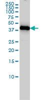 Anti-ING1 Mouse Monoclonal Antibody [clone: 2F9]