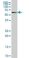 Anti-ZNF496 Mouse Monoclonal Antibody [clone: 2B3]