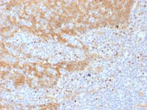 Immunohistochemical analysis of formalin-fixed, paraffin-embedded human tonsil using Anti-beta Catenin Antibody [CTNNB1/1508]