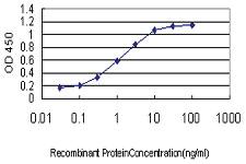 Anti-ING1 Mouse Monoclonal Antibody [clone: 2G11]