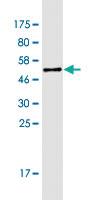 Anti-CLCF1 Mouse Monoclonal Antibody [clone: 7E10]