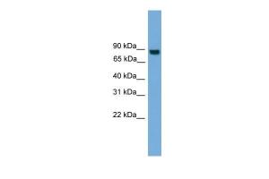 Anti-EXOC8 Rabbit Polyclonal Antibody