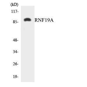 Anti-DORFIN Rabbit Polyclonal Antibody