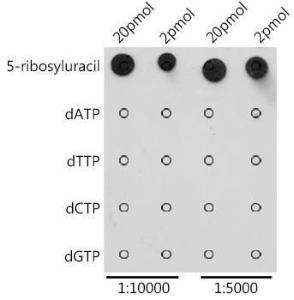 Dot blot analysis of a mixture of chemical compounds using Anti-Pseudouridine/5-ribosyluracil Antibody (A309539) at a 1:5,000/1:10,000 dilution