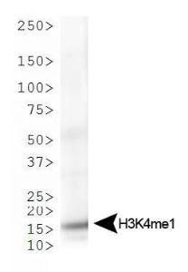 Anti-HIST3H3 Rabbit Polyclonal Antibody