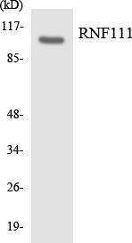 Western blot analysis of the lysates from Jurkat cells using Anti-RNF111 Antibody