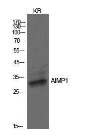 Anti-EMAP II Rabbit Polyclonal Antibody