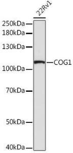 Anti-COG1 Rabbit Polyclonal Antibody