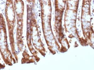 Immunohistochemical analysis of formalin-fixed, paraffin-embedded mouse colon using Anti-beta Catenin Antibody [CTNNB1/1508]