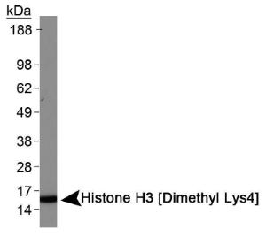 Anti-HIST3H3 Rabbit Polyclonal Antibody