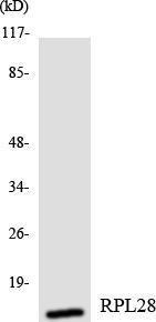 Anti-RPL28 Rabbit Polyclonal Antibody