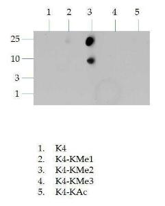 Anti-HIP1 Related Mouse Monoclonal Antibody [clone: 1E1]