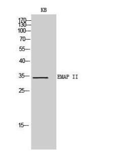 Anti-EMAP II Rabbit Polyclonal Antibody