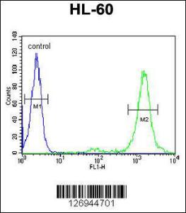 Anti-LMA1L Rabbit Polyclonal Antibody