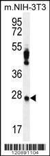 Anti-PRDX4 Rabbit Polyclonal Antibody (FITC (Fluorescein Isothiocyanate))