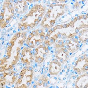 Anti-COG1 Rabbit Polyclonal Antibody