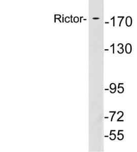 Western blot analysis of lysates from Ramoscells using Anti-Rictor Antibody