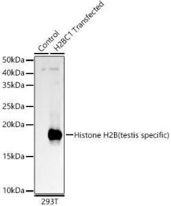 Western blot analysis of 293F-H2BC1, using Anti-Histone H2B (testis specific) Antibody (A309542) at 1:400 dilution The secondary antibody was Goat Anti-Rabbit IgG H&L Antibody (HRP) at 1:10,000 dilution Lysates/proteins were present at 25 µg per lane