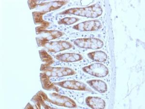 Immunohistochemical analysis of formalin-fixed, paraffin-embedded rat colon using Anti-beta Catenin Antibody [CTNNB1/1508]