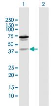 Anti-ZNF396 Rabbit Polyclonal Antibody