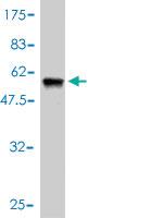 Anti-NNT Mouse Monoclonal Antibody [clone: 1D6]