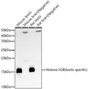 Western blot analysis of various lysates, using Anti-Histone H2B (testis specific) Antibody (A309542) at 1:400 dilution The secondary antibody was Goat Anti-Rabbit IgG H&L Antibody (HRP) at 1:10,000 dilution Lysates/proteins were present at 25 µg per lane