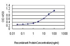 Anti-HBB Mouse Monoclonal Antibody [clone: 2H3]