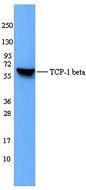 Anti-CCT2 Mouse Monoclonal Antibody