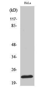 Western blot analysis of various cells using Anti-RPL18 Antibody