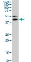 Anti-RBFOX2 Mouse Monoclonal Antibody [clone: 5E11]