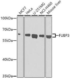 Western blot analysis of extracts of various cell lines, using Anti-FUBP3 Antibody (A12189) at 1:1,000 dilution. The secondary antibody was Goat Anti-Rabbit IgG H&L Antibody (HRP) at 1:10,000 dilution.