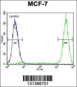 Anti-GALNS Rabbit Polyclonal Antibody (APC (Allophycocyanin))