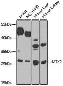 Anti-MTX2 Rabbit Polyclonal Antibody