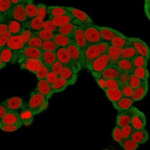 Immunofluorescent analysis of MCF-7 cells stained with Anti-CHP2 Antibody [CPTC-CHP2-1] followed by Goat Anti-Mouse IgG (CF&#174; 488) (Green) Nuclei are labeled with RedDot