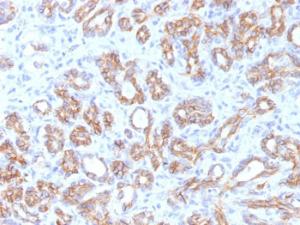 Immunohistochemical analysis of formalin-fixed, paraffin-embedded human pancreas using Anti-beta Catenin Antibody [CTNNB1/1509]