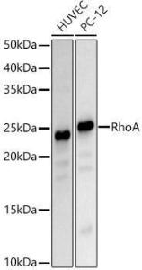 Western blot analysis of various lysates, using Anti-RhoA Antibody (A308049) at 1:800 dilution