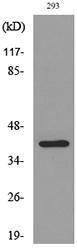 Western blot analysis of lysate from 293 cells using Anti-PTGDR2 Antibody