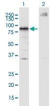 Anti-IKZF4 Mouse Monoclonal Antibody [clone: 4E6]