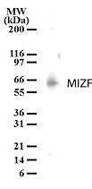 Anti-KMO Mouse Monoclonal Antibody (DyLight® 550) [clone: P3UI]