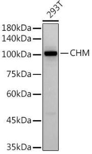 Anti-CHM Rabbit Monoclonal Antibody [clone: ARC2736]