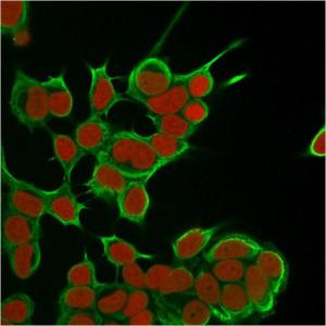 Immunofluorescent analysis of MCF-7 cells stained with Anti-Cytokeratin 8 Antibody [SPM538] followed by Goat Anti-Mouse IgG (CF&#174; 488) (Green). The nuclear counterstain is RedDot (Red).