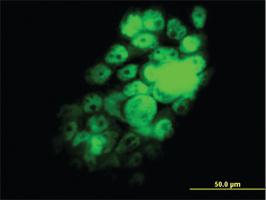 Anti-RBFOX2 Mouse Monoclonal Antibody [clone: 5E11]