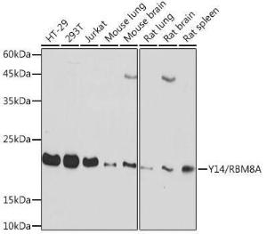 Antibody A306863-100 100 µl