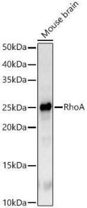 Western blot analysis of Mouse brain, using Anti-RhoA Antibody (A308049) at 1:800 dilution