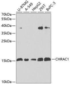 Western blot analysis of extracts of various cell lines, using Anti-CHRAC1 Antibody (A306864) at 1:1,000 dilution. The secondary antibody was Goat Anti-Rabbit IgG H&L Antibody (HRP) at 1:10,000 dilution.