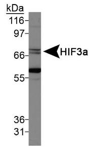 Anti-HMGB1 Rabbit Polyclonal Antibody