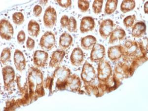 Immunohistochemical analysis of formalin-fixed, paraffin-embedded mouse colon using Anti-beta Catenin Antibody [CTNNB1/1509]